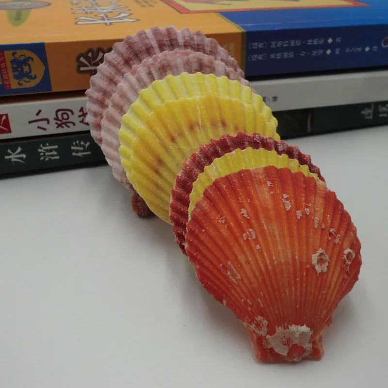 

30PC NATURAL COLOUR SEASHELL HOME WEDDING DECORATION 40MM - 80 MM