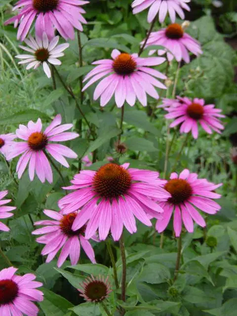 200pcs Rare Japan Echinacea Purpurea bonsai beautiful daisy flower plants home garden plants easy to grow bonsai flower plants