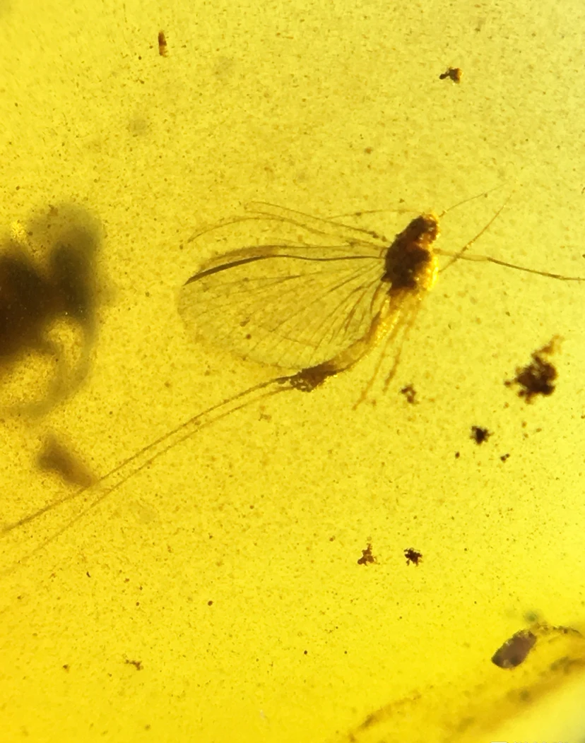 

Rare mayfly & moth burmite Myanmar Burma natural Amber insect 100 million year lynx stone from dinosaurs age Cretaceous