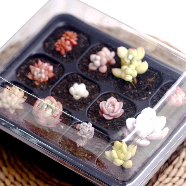 WCIC 12 Holes Plant Seedling Tray Plastic Square Shaped Nursery Pot Vegetable Fruit Sprout Plate Flowerpot Garden Seedling Box