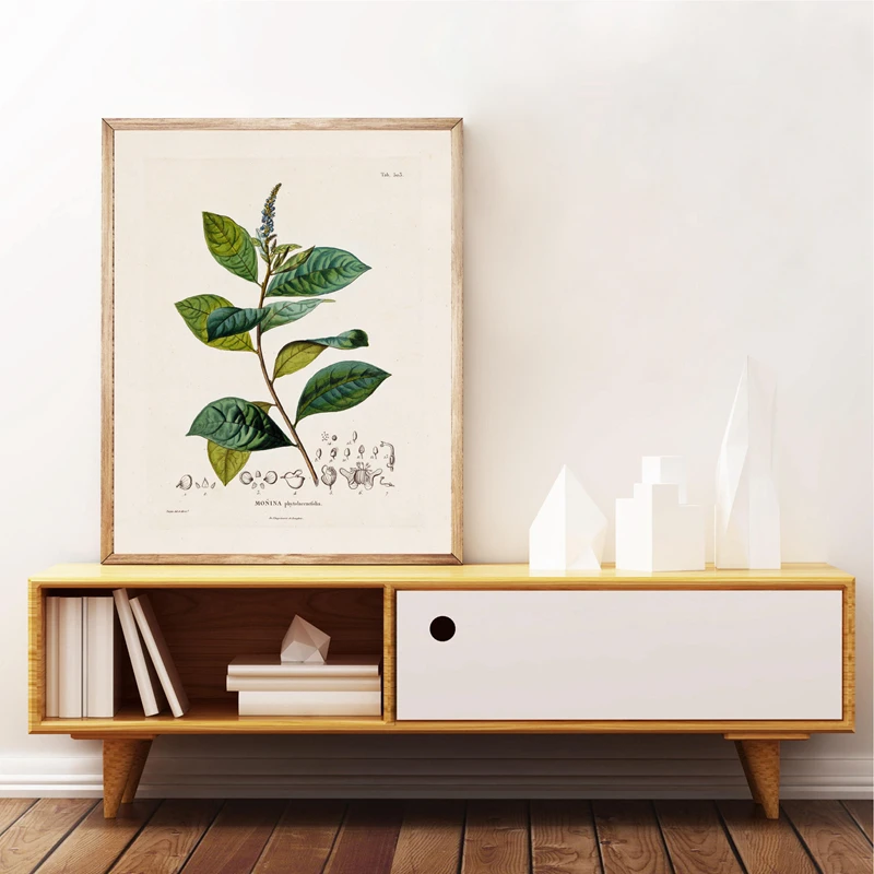 Antique French Plant Art Prints