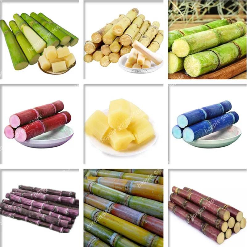 

New arrival! 100 Pcs Sweet Natural Sugar Cane Plant Bonsai Saccharum Officinarum Plant Garden Rare Fruit Plantas, Home Fruits