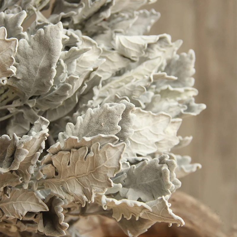 

Dried chrysanthemum Leaves centaurea cineraria dried flowers wedding home decoration flower arranging accessories