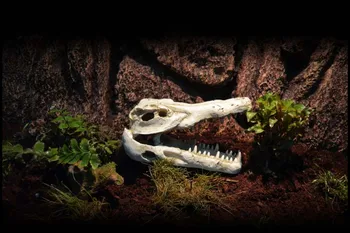

Exotic Environments Nile desert scenery rainforest, Crocodile Skull Aquarium Ornament, for reptile, tortoises or fish hiding