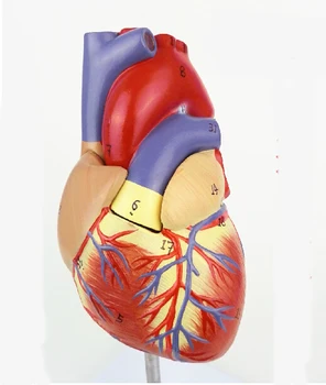 

high quality heart model life size 1:1 human heart model