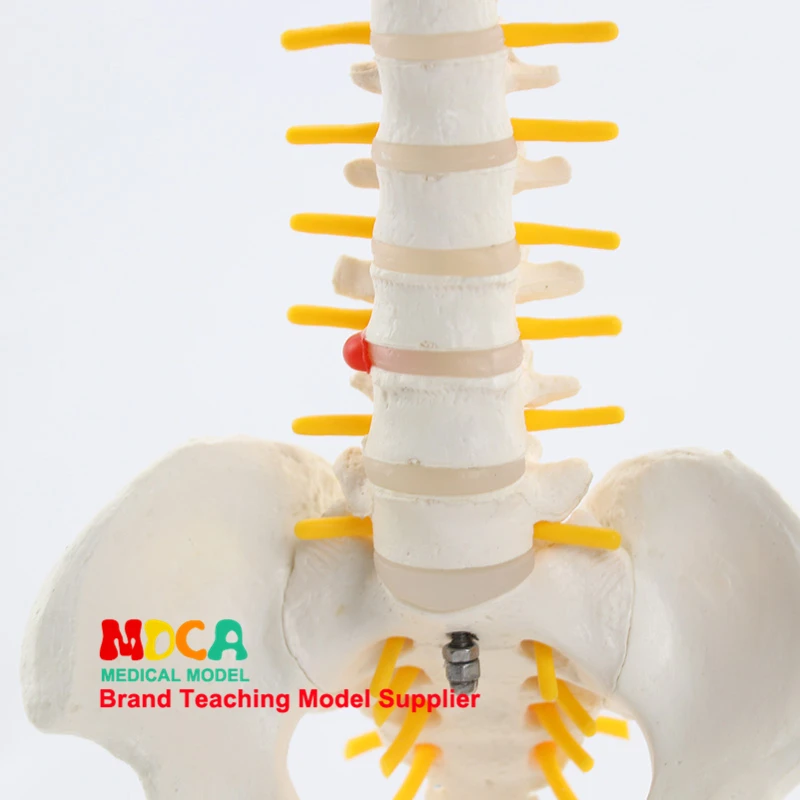 45 см Висячие flexural позвоночника с массаж бедренной кости красоты человеческого позвоночника модель медицинского обучения MJZ101