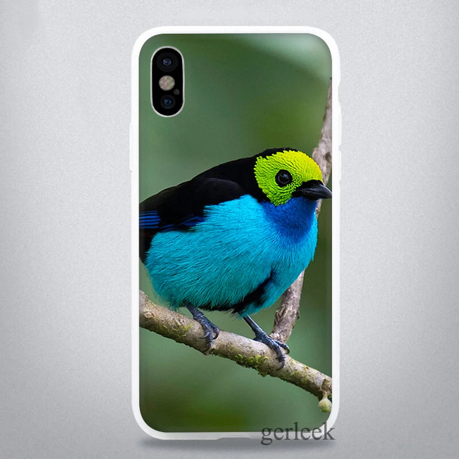 Чехол для телефона с изображением животных птиц попугаев iPhone 11 Pro 5 5S SE 6 6S 7 8 Plus X XR XS