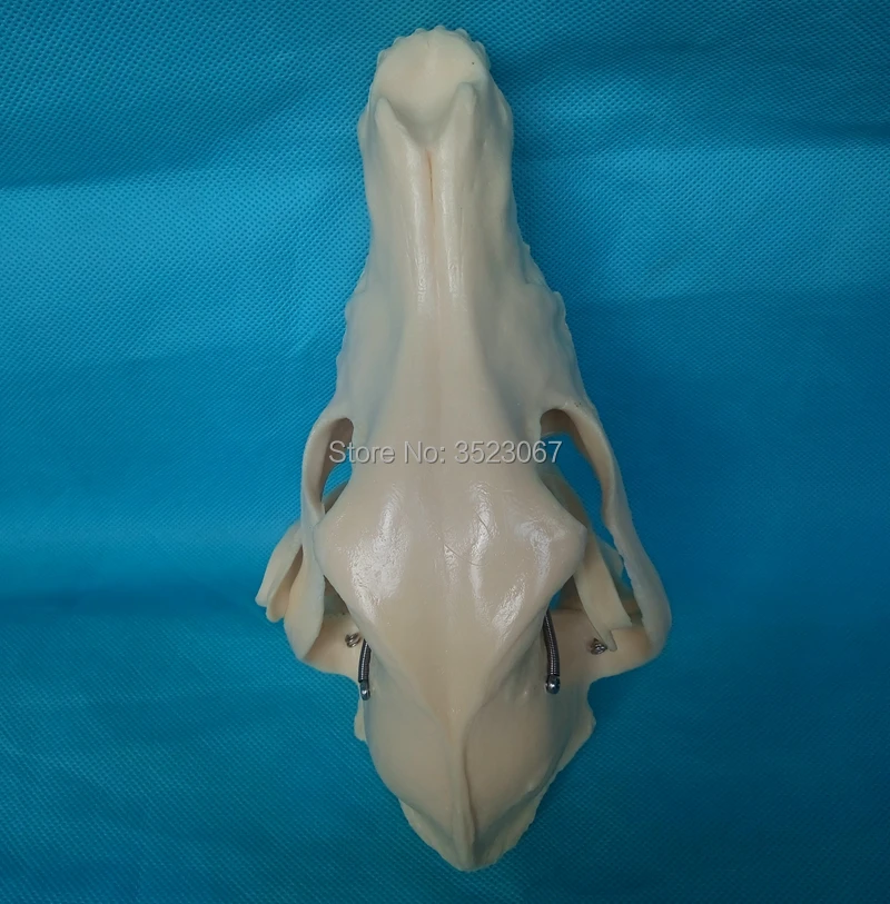 Анатомический медицинский травматический Canine патологическая модель челюстей собака Скелет рот и зубы анатомическая модель обучения