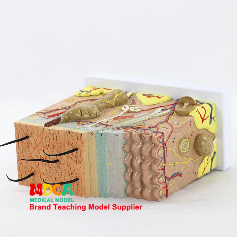 4D 50X Enlarged Human Skin and Hair Organs Assembling Medical Teaching Model Manikin Science Anatomy Model Stationery for school