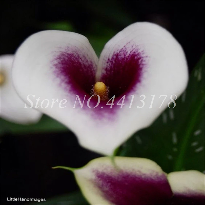100 Pcs Calla Lily Bonsai Room Flowers Zantedeschia Aethiopica Bonsai Houseplants Home Garden Pot Plant the Budding Rate 97% 100 Pcs Calla Lily Bonsai Room Flowers Zantedeschia Aethiopica Bonsai Houseplants Home Garden Pot Plant the Budding Rate 97%