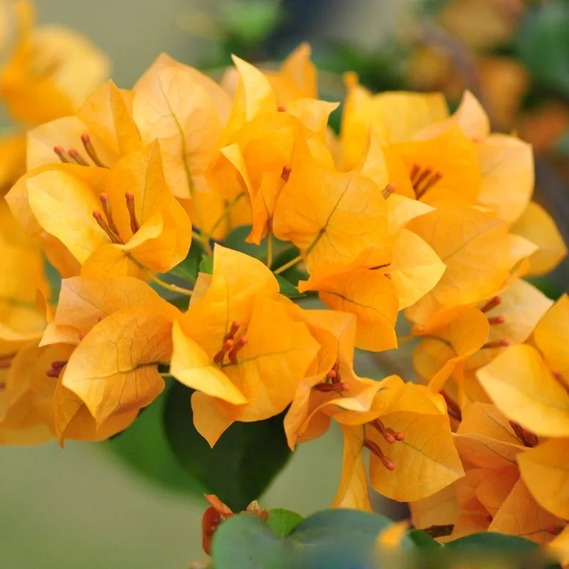 100 pcs/bag New Blooming Plants Yellow Bougainvillea Spectabilis Willd
