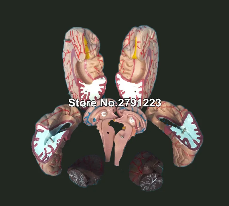 Мозговая модель Цереброваскулярная модель 8 частей мозговая анатомическая модель медицинская научная обучающая модель образовательные принадлежности