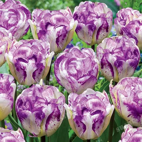 True Tulip Bulbs Tulip Flower Bonsai Flower Bulbs Symbolizes Love Tulipanes Flower Plant For Garden Plants -2 Bulbs
