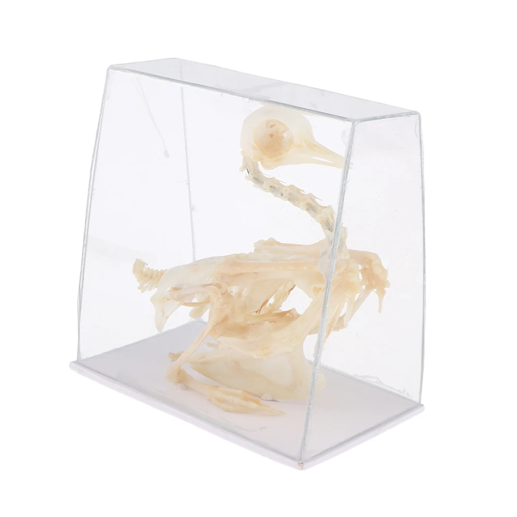 Animal Anatomical Model Pigeon Bird Skeleton Real Statue, Kids Science and Nature Toy, Lab Supplies