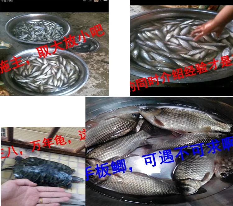 automática, Caranguejo Peixe Crawdad Minnow Camarão gaiola líquida
