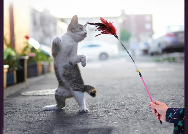 Cat charmer wand