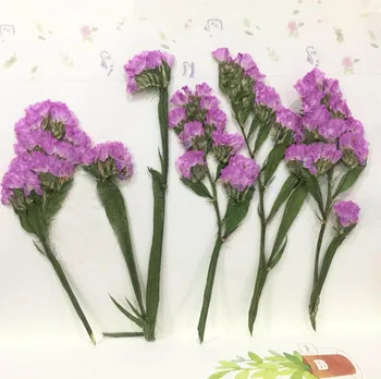 

100pcs Dried Side Pressed Myosotis Sylvatica With Stalk Flower Plant Herbarium For Jewelry Bookmark Phone Case Scrapbook DIY