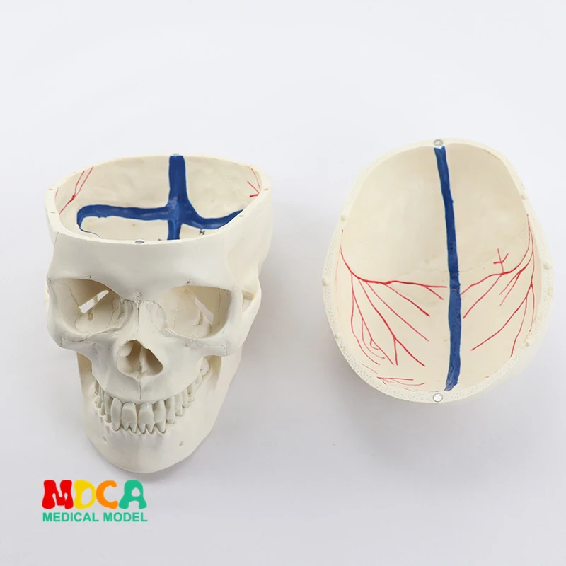 

1:1 high end human .skull model for medical uses skull bone anatomical specimen bone nerve model MTG004