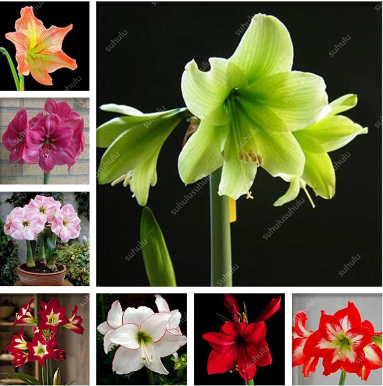 

100 Pcs Amaryllis Bonsai Cheap Amaryllis flower, the Barbados Lily potted plants, Bonsai Balcony Flower For Home Garden Planting