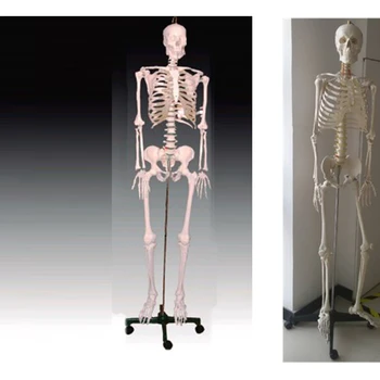 

BIX-A1001 human skeleton model(180cm)