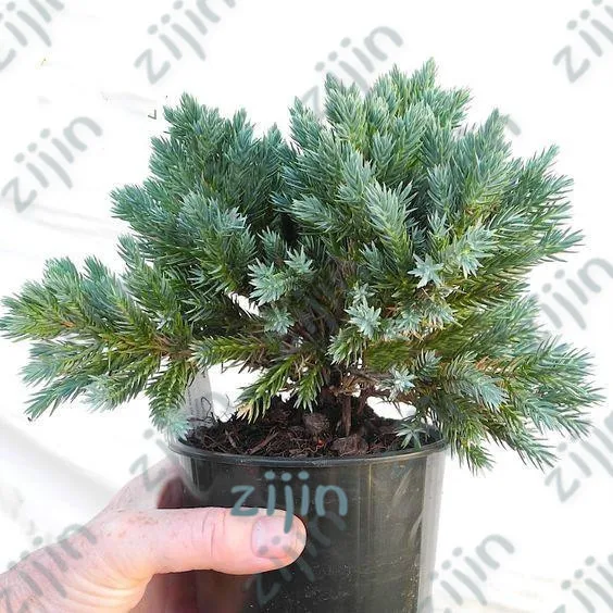 

50pcs colorful mini bonsai Tree gardenling Spruce Plants Rare Evergreen Colorado Picea Pungens Plante Evergreen Tree home garden