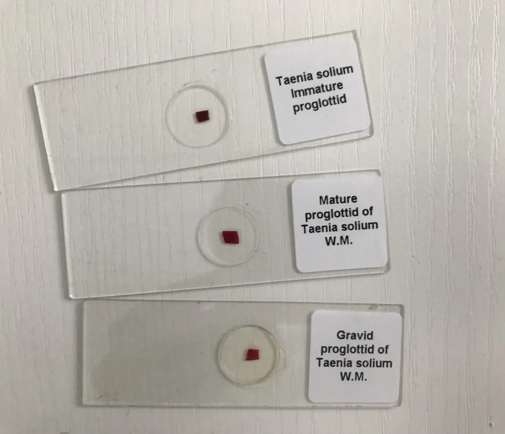 parasitology prepared slides (3)