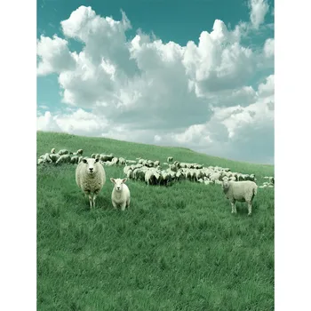 

Lovely fresh air grassland white clouds sheeps children newborn baby Photography Background for photo studio 5X7ft