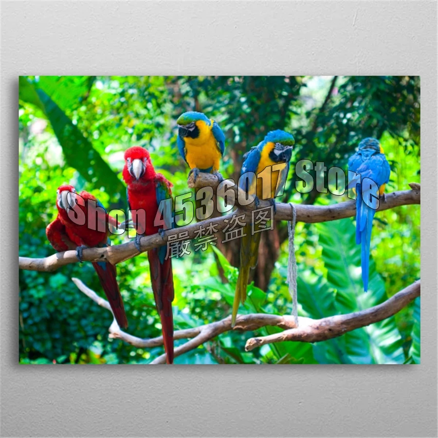 

Full 5D DIY Diamond Painting Color Parrots Animals Diamond Embroidery Cross Stitch Diamond Mosaic Rhinestone Home decoration