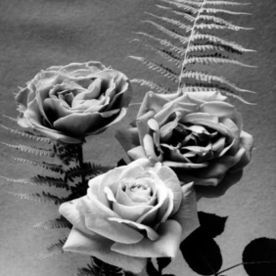 Group of roses Poster Print (18 x 24)