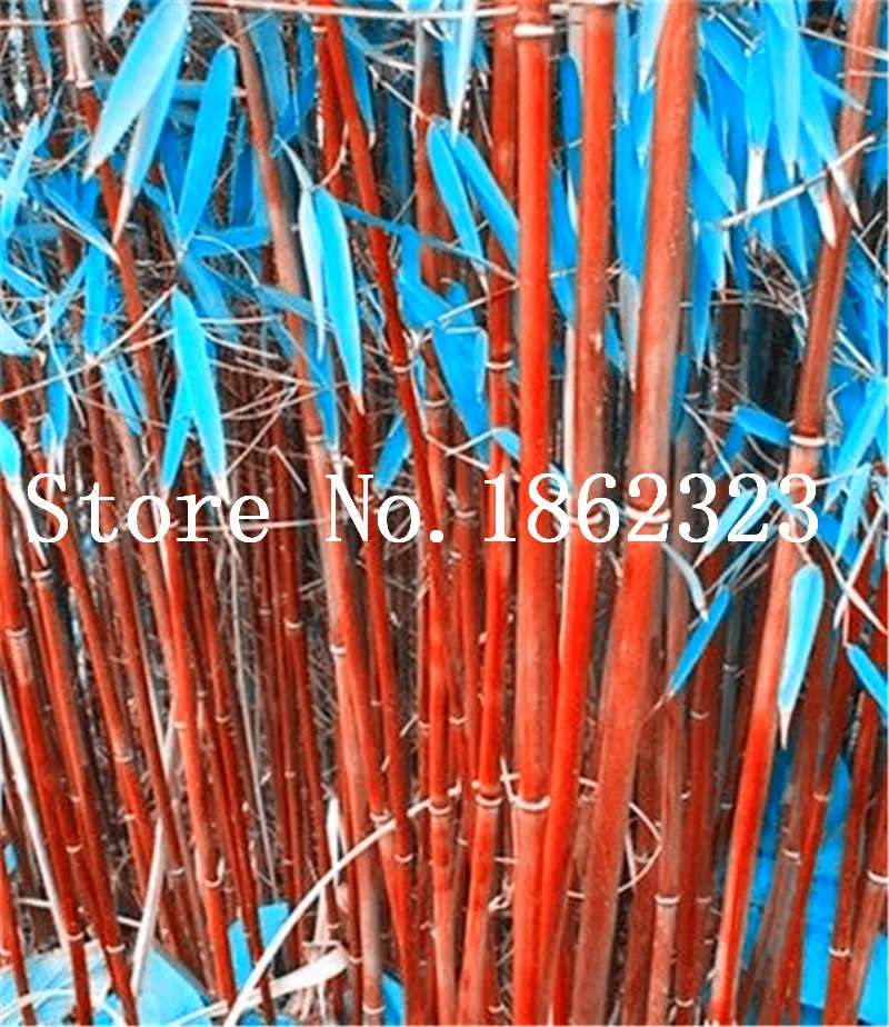 Free Shipping 40 Pcs Bamboo Phyllostachys Pubescens Rare Giant Bamboo bonsai Bambusa Lako Tree For Home Garden Plant