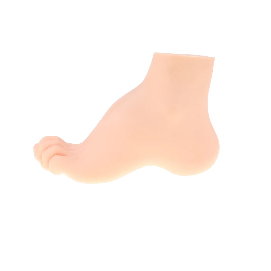 1:1 Lifesize Human Normal/ Arched/ Flat Foot Model with Ligaments Bones Muscles Medical Anatomical Study Kit
