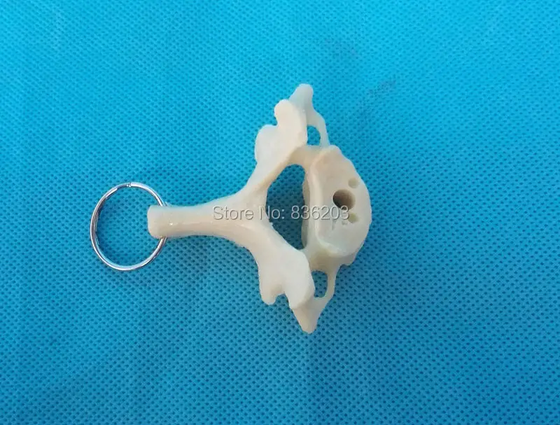 TB24QjseVXXXXajXpXXXXXXXXXX_!!1105428117