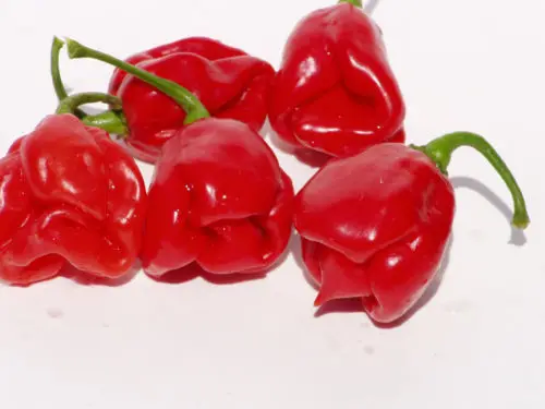 Good Deal Jamaican Red Habaneros 150 Hot Pepper Seeds Barbiestuffdw Jamaican Red Habaneros 150 Hot Pepper Seeds