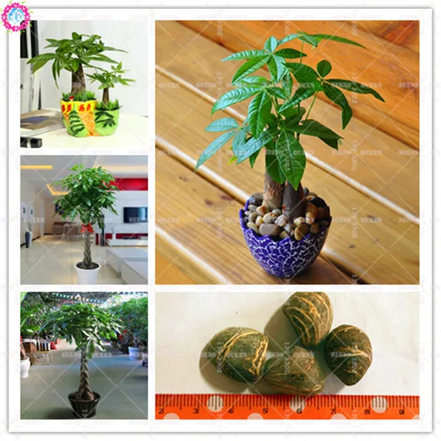 1pcs pachira macrocarpa seeds Indoor bonsai tree seeds Money tree perennial plants for home decor supplies 100% germination rate