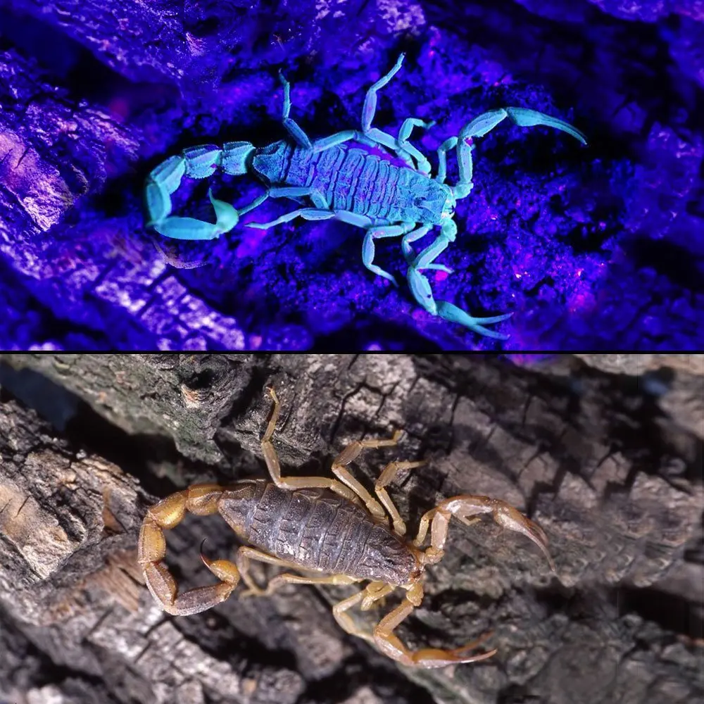 12led uv blacklight flashlight (6)