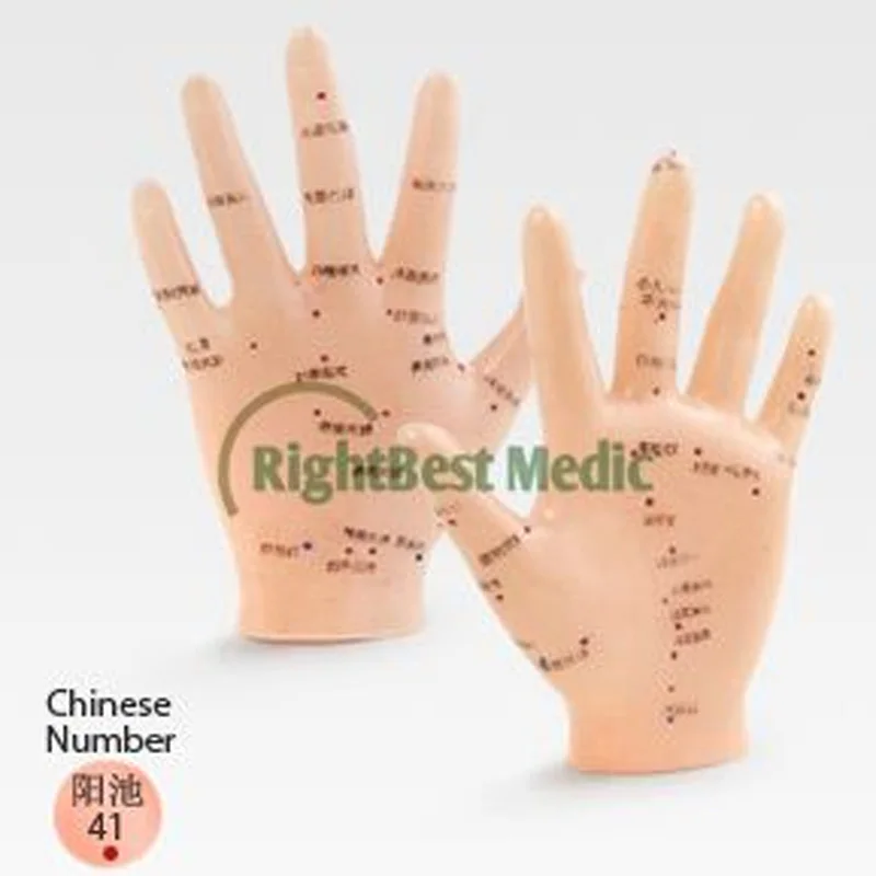 

English Medical Acupuncture Model Hand Acupuncture Points Model 13cm English