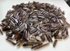 500 Carat Bulk Lot Natural Smokey Quartz Crystal Points (10-20 pcs) Smoky Wands 1