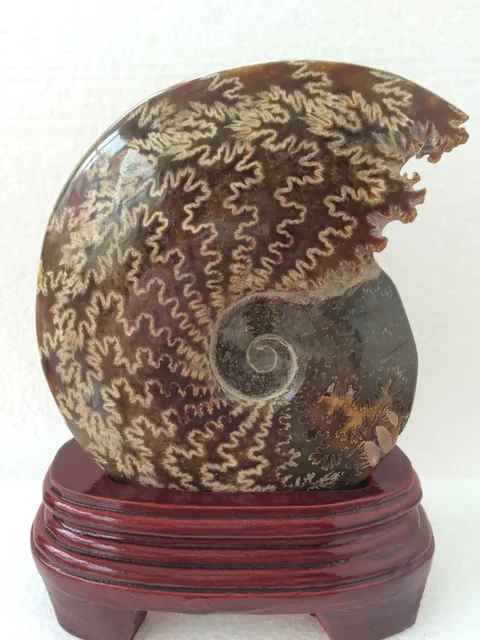 Best Offers 860 grams of snail ammonite fossils mineral carving ~ beautiful colour Best Offers 860 grams of snail ammonite fossils mineral carving ~ beautiful colour