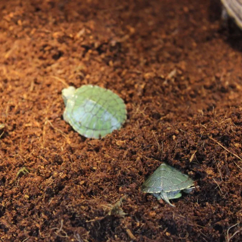 coconut bedding for reptiles