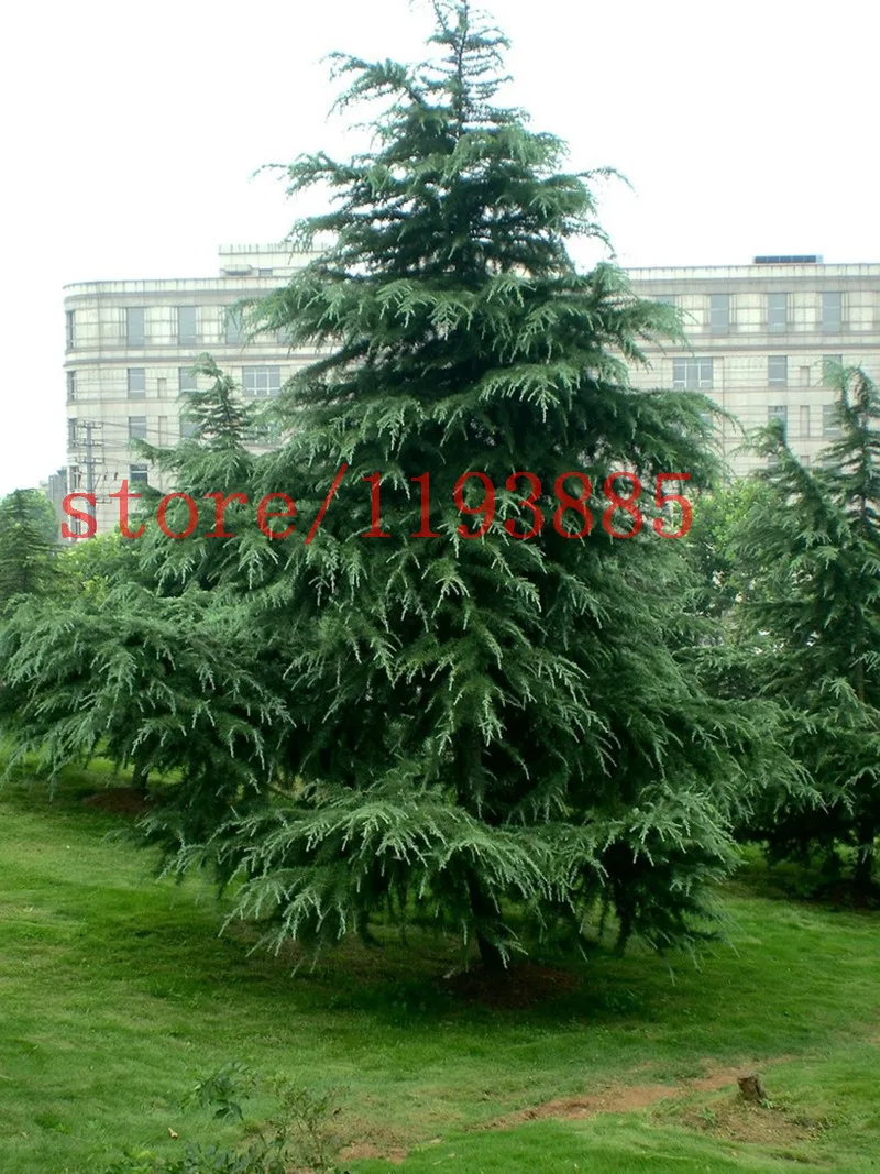 Compare Prices on Chinese Pine Tree Online Shopping/Buy Low Price