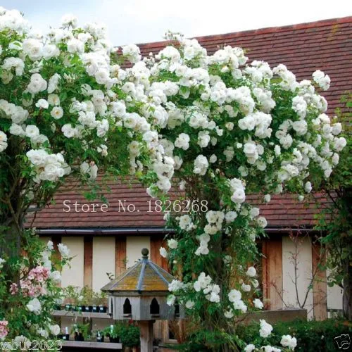Climbing Rose Seeds, WHITE FLOWERS seeds , Perennials , fence, pillar, shed garden decoration flower  30pcs Z010