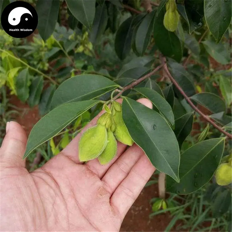 Buy Real Aquilaria Sinensis Tree Seeds 30pcs Plant Agarwood Scented