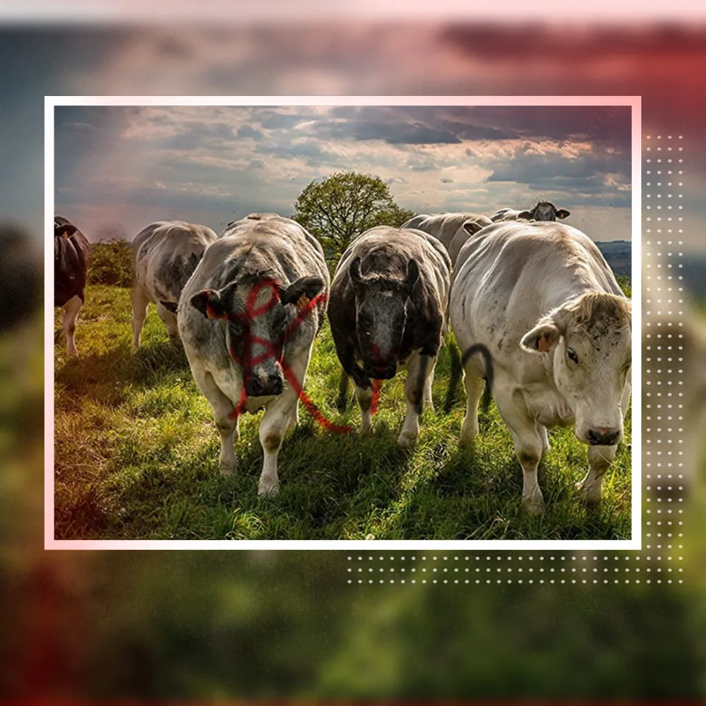 

5d diy diamond painting cross stitch kit diamond embroidery Animal cow picture square mosaic Home Decor rhinestone painting