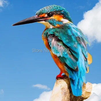 

5D DIY Full Drill Square & Round Diamond Painting Kingfisher Bird Rhinestone Diamond Pictures Cross Stitch Needlework Wall Art