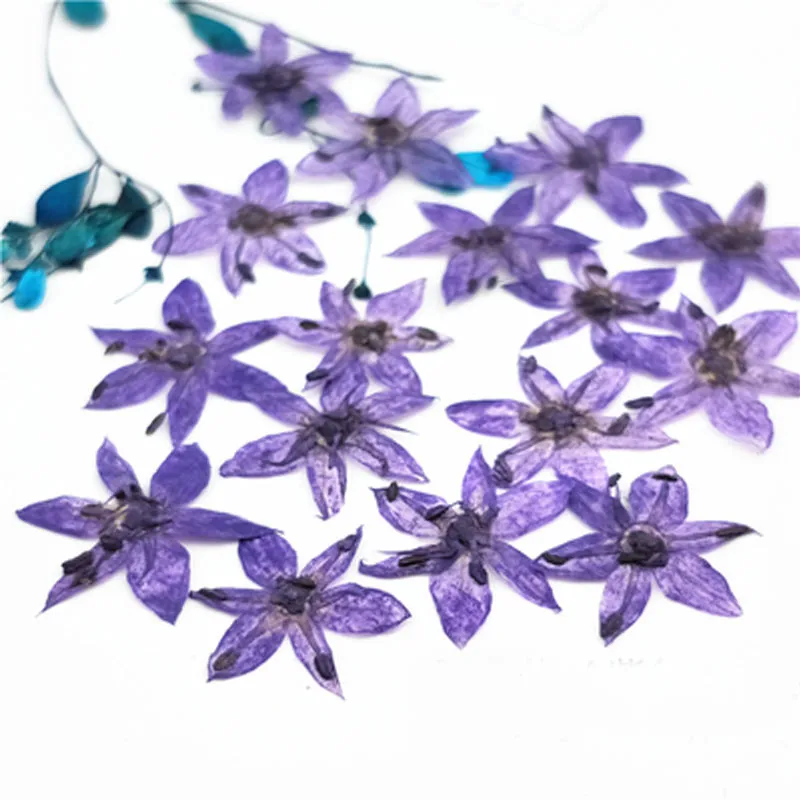 Маленькая звезда в форме сушеных прессованных небольших подарков для эпоксидных сухоцветов чехол для телефона DIY 120 шт - Цвет: Purple
