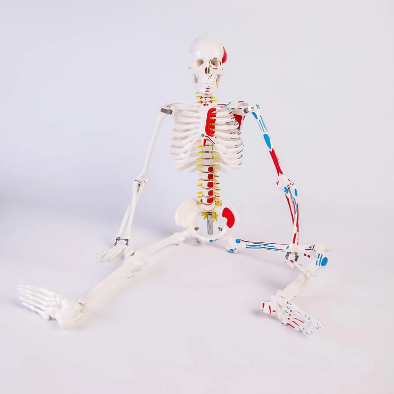 Authentic Deluxe 85CM Human Manikin Model with Spinal Cord of Medical Skeleton Teaching | Канцтовары для офиса и дома