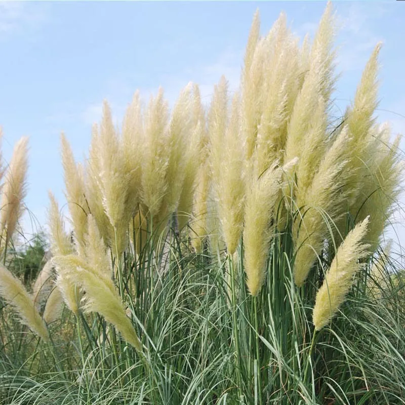 500 pcs Rare Pampas Grass Seeds for home garden HTB1kHyXRXXXXXaTXVXXq6xXFXXXO - 500 pcs Rare Pampas Grass Seeds for home garden