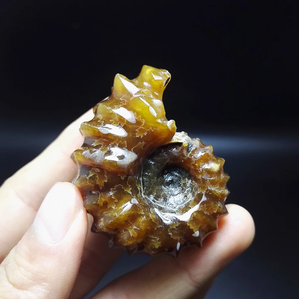 

60.9g NATURAL Stones and Minerals Rock Madagascar natural horn snail fossils mineral color of fire