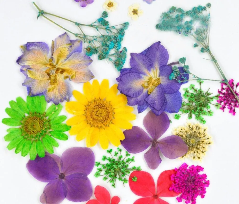 1234 20 De Réduction100 Pièces Assorties Séché Pressé Fleurs Plante Herbier Pour Bijoux Photo étui Pour Téléphone Cadre Artisanat Faisant Des