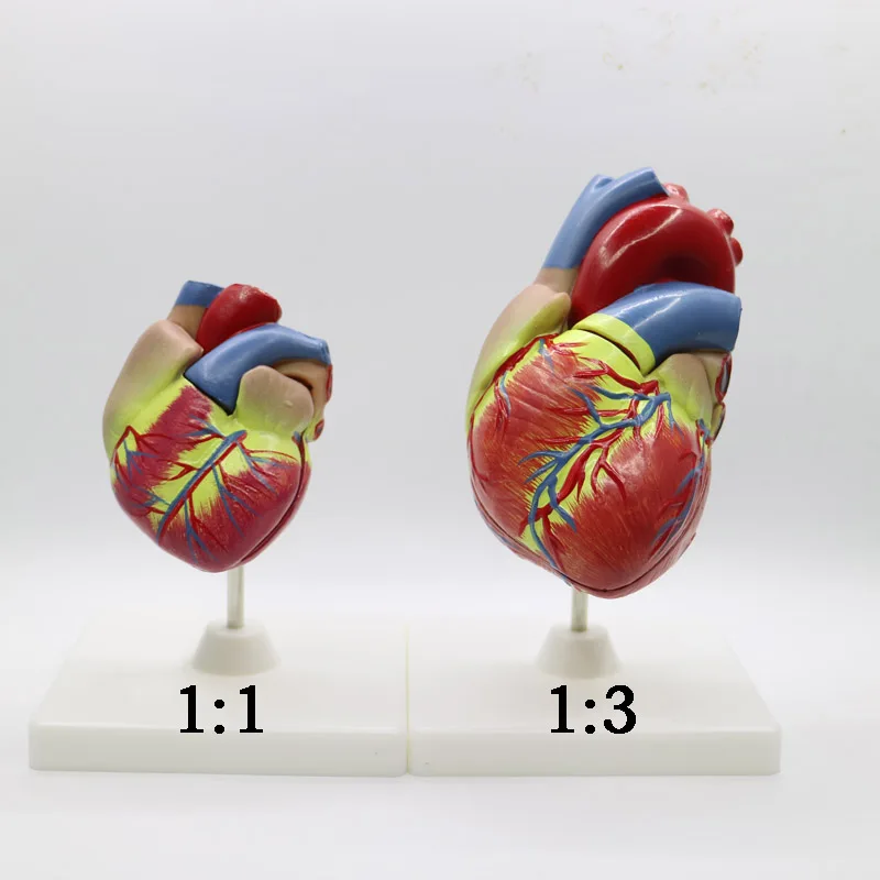 2 шт. 1+ 3 раза большой, ПВХ сердечная Анатомия сердца манекен для медицинского обучения инструмент учебный инструмент клиника фигурки